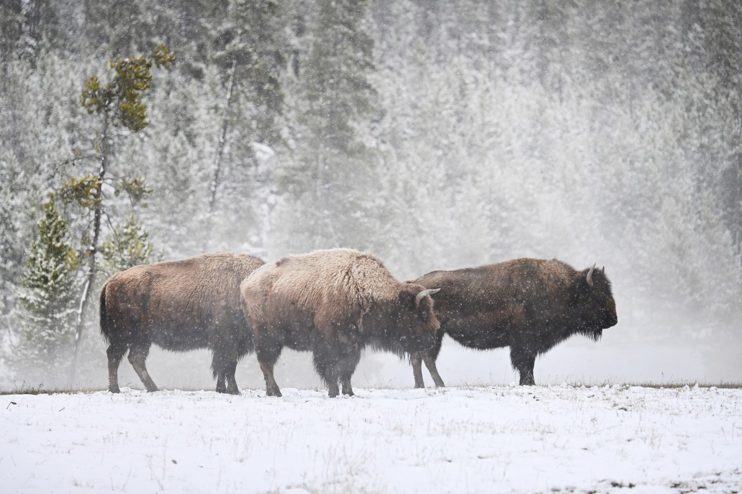 Three bison standing in falling snow.
