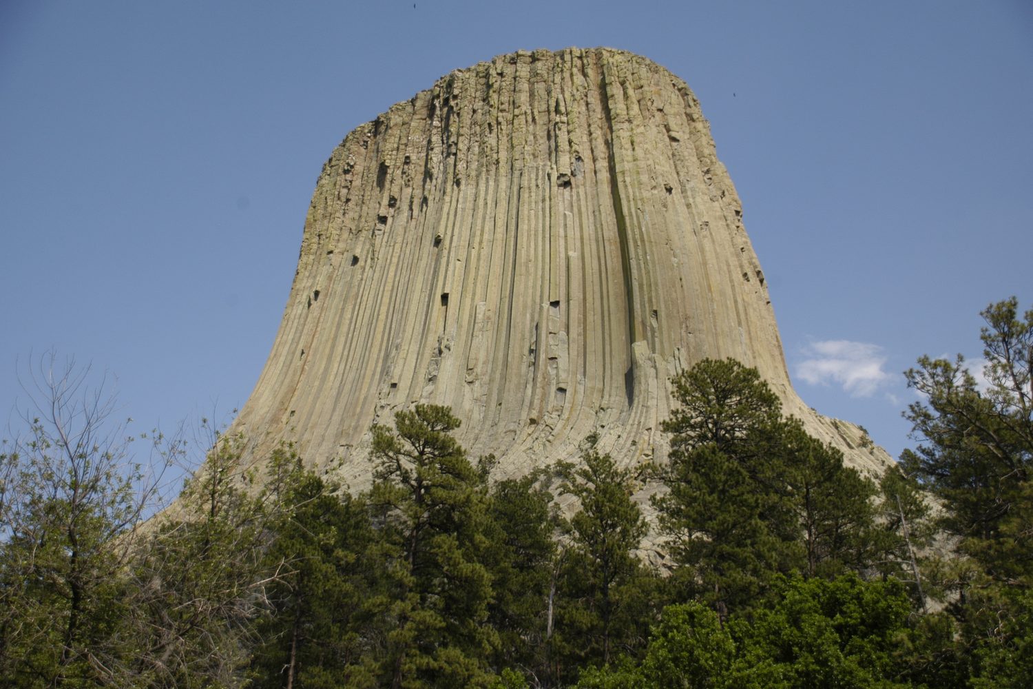 Devils Tower rising above pine trees under a blue sky.