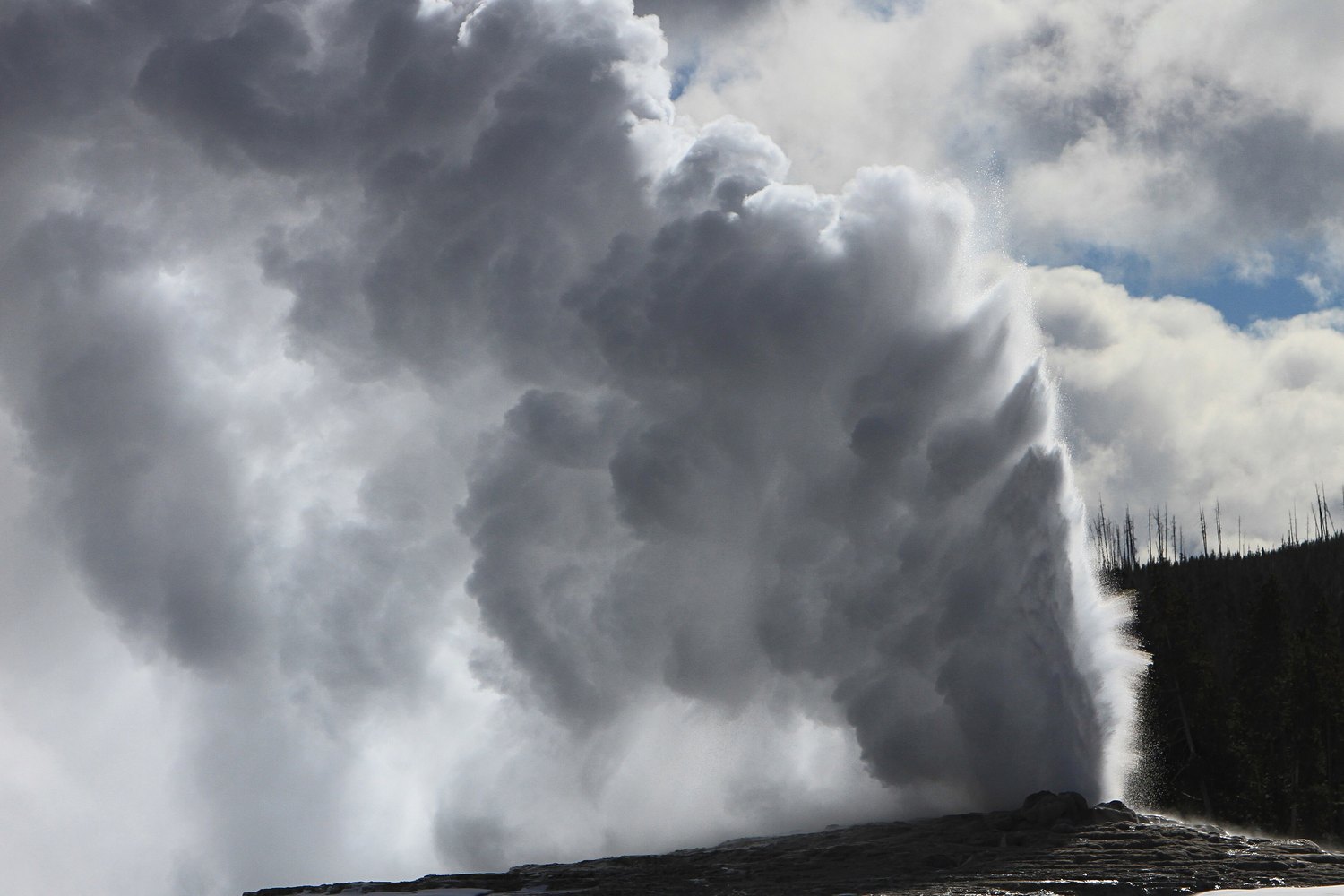 Old Faithful erupting in a column of steam against a grey sky.